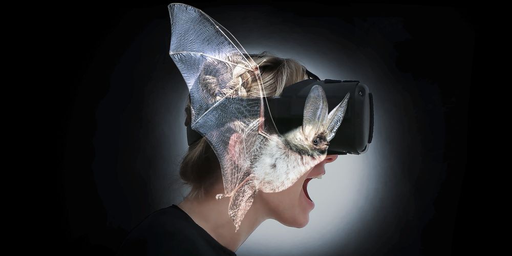 Mithilfe von Virtual Reality in die Haut einer Fledermaus schlüpfen. (Bild: Batvision)
