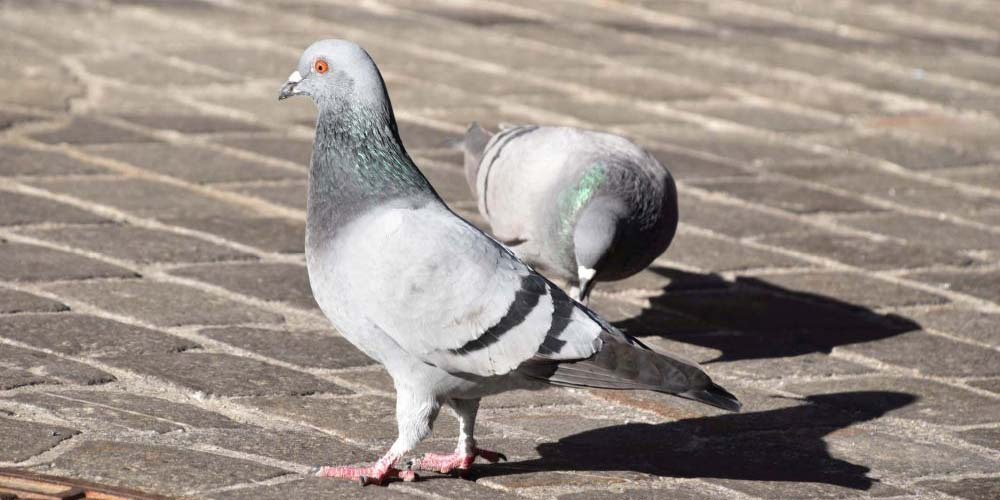 ​​​​​​​Strassentauben auf Nahrungssuche in einer Fussgängerzone