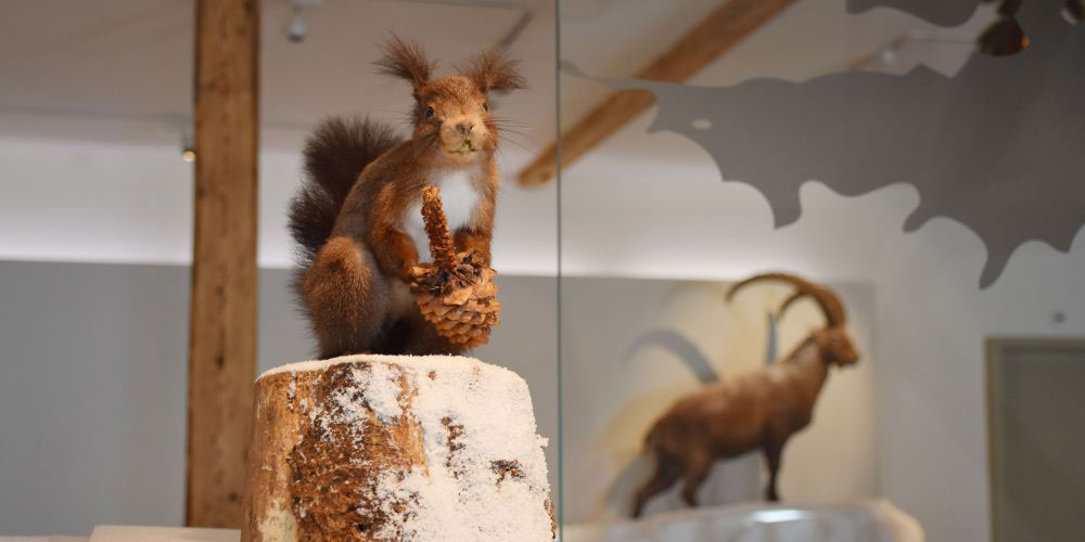 Eichhörnchen, Steinbock und Co. erzählen von ihrem harten Leben in den Wintermonaten. Foto Naturmuseum Thurgau