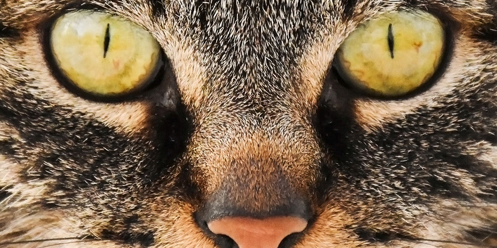 Die Hauskatze, das beliebteste Haustier der Schweiz. Foto Naturmuseum Thurgau